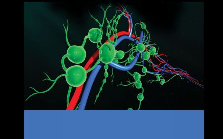 The Lymphatic System